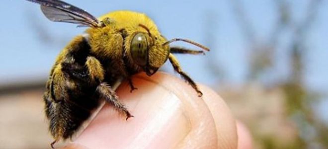Приметы о пчеле, шмеле и осах