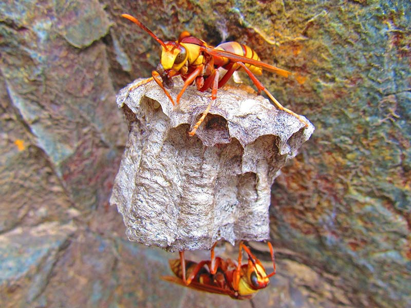 Гнездо осы палача (Polistes carnifex)