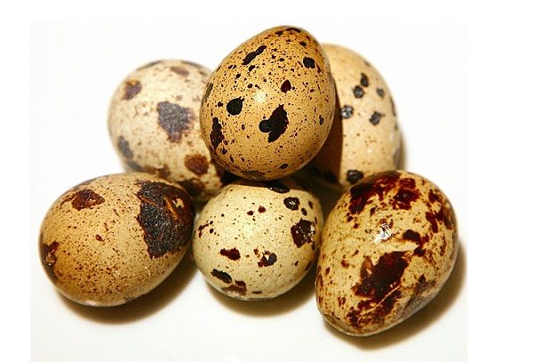 яйца птицы