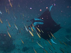 Manta birostris-Thailand8.jpg