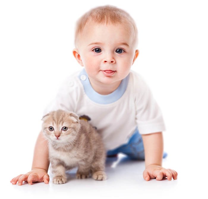 Аллергия на кошку у ребенка