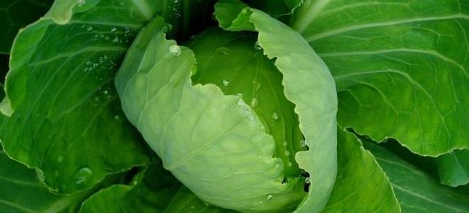 капустный лист при лактостазе