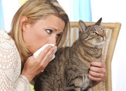 как проявляется аллергия на кошек