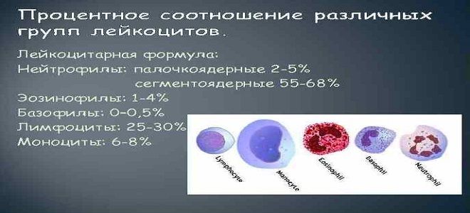 сегментоядерные нейтрофилы в крови