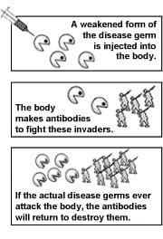 A weakened form of the disease germ is injected into the body. The body makes antibodies to fight these invaders. If actual disease germs ever attack the body, the antibodies will still be there to destroy them.