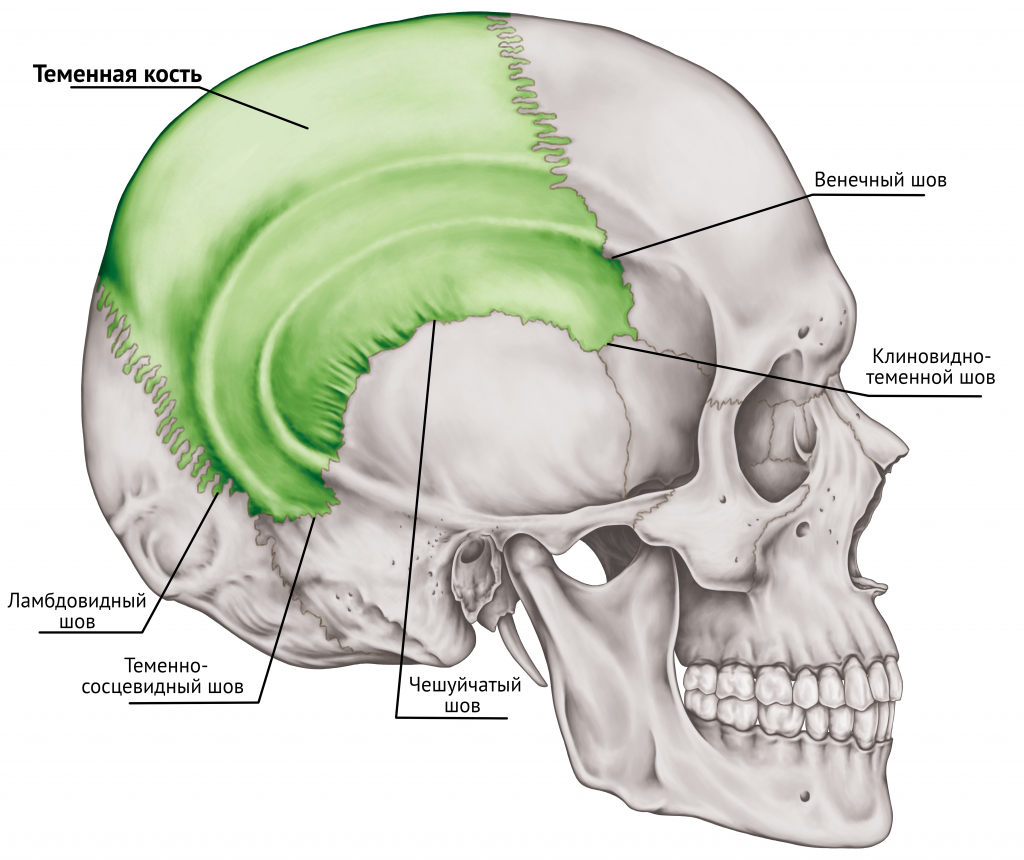 Деформация черепа при асимметричном зарастании швов.png