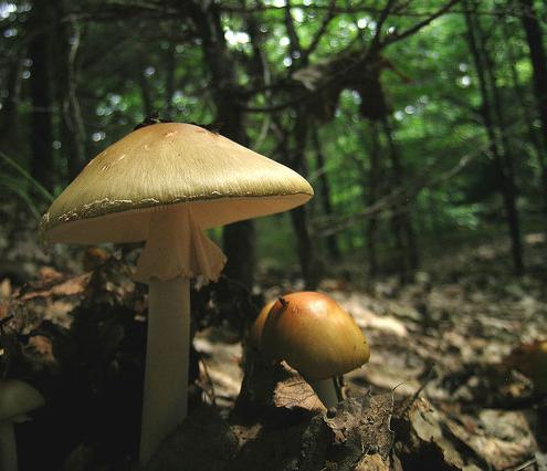 Можно ли кормящей маме грибы шампиньоны 