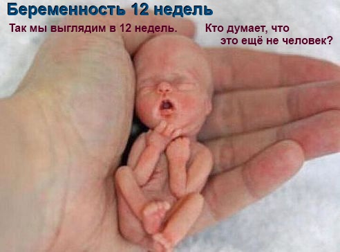 Беремен-12н недель