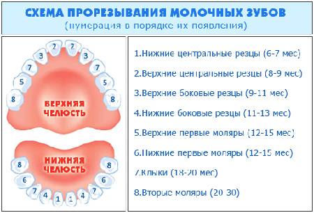 Фото: схема прорезывания зубов у детей