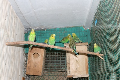попугаи для детей